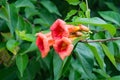 Trumpet Creeper Ã¢â¬â Campsis radicans